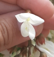 Robinia pseudoacacia