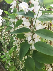 Robinia pseudoacacia