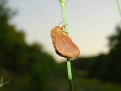 Malacosoma franconicum