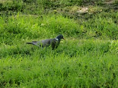 Columba palumbus