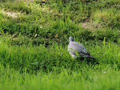 Columba palumbus