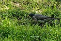 Columba palumbus