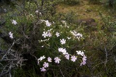 Phlox speciosa