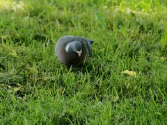 Columba palumbus