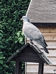 Columba palumbus