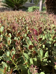 Crassula multicava multicava