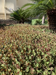 Crassula multicava multicava