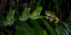 Black-Webbed Treefrog photo 3