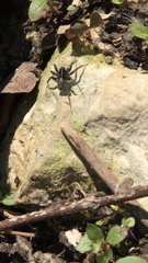 Pardosa