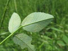 Peronospora meliloti
