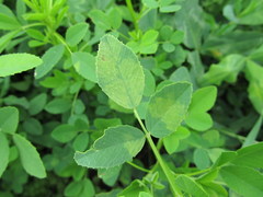 Peronospora meliloti