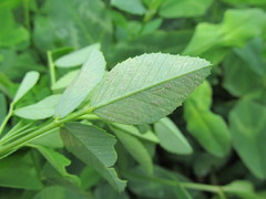 Peronospora meliloti