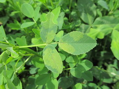 Peronospora meliloti