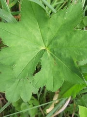 Alchemilla