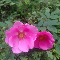 Rosa macrophylla