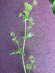 Alchemilla
