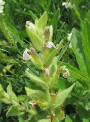 Ajuga laxmannii