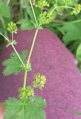 Alchemilla