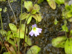 Pinguicula hirtiflora