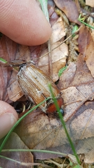 Melolontha pectoralis