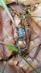 Melolontha pectoralis