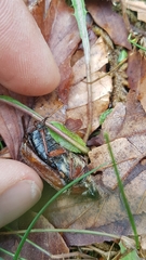 Melolontha pectoralis