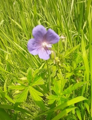 Geranium pratense