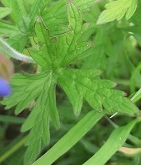 Geranium pratense