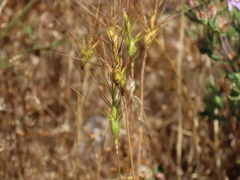 Aegilops neglecta