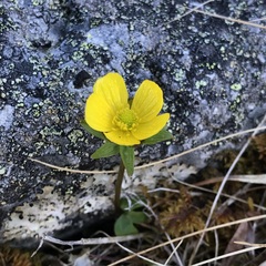 Ranunculus nivalis