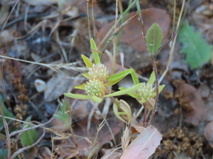 Trifolium bocconei