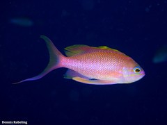 Anthias anthias
