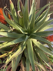 Aloe mutabilis
