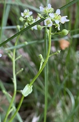 Thlaspi arvense