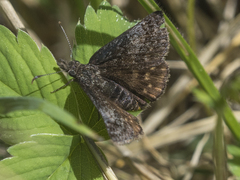 Erynnis icelus