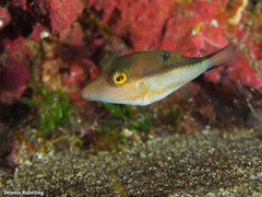 Canthigaster capistrata