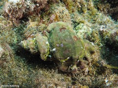 Talisman scrobilator