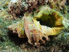 Talisman scrobilator