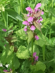 Lamium maculatum