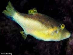 Canthigaster capistrata