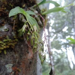 Dendrobium porphyrochilum