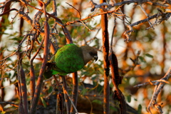 Poicephalus cryptoxanthus