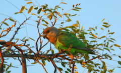 Poicephalus cryptoxanthus