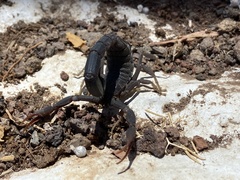 Hottentotta judaicus