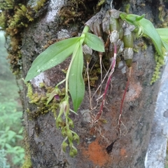 Dendrobium porphyrochilum