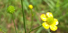 Ranunculus repens