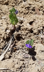 Scutellaria sapphirina