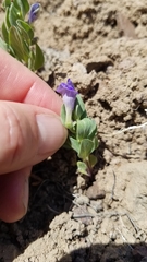 Scutellaria sapphirina