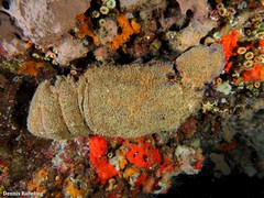 Scyllarides latus