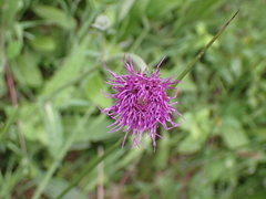 Cirsium dissectum
